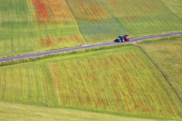 Europe,Italy,Umbria,Perugia district,Sibillini National park.
Flowering of the lentil fields of Castelluccio of Norcia