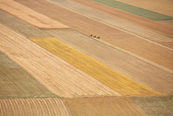 Europe,Italy,Umbria,Perugia district,Sibillini National park.
Flowering of the lentil fields of Castelluccio of Norcia