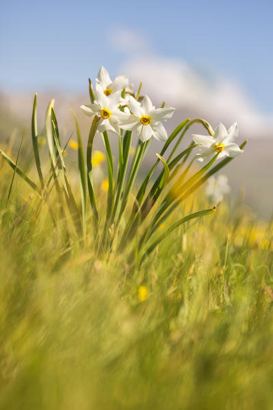 Europe,Italy,Umbria,Perugia district,Sibillini National park.
Spring flowering