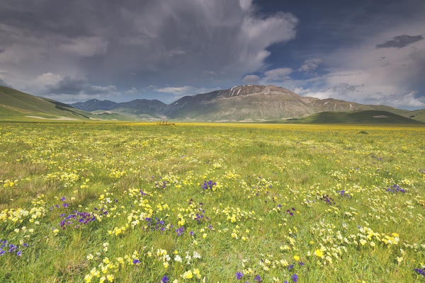 Europe,Italy,Umbria,Perugia district,Sibillini National park.
Spring flowering