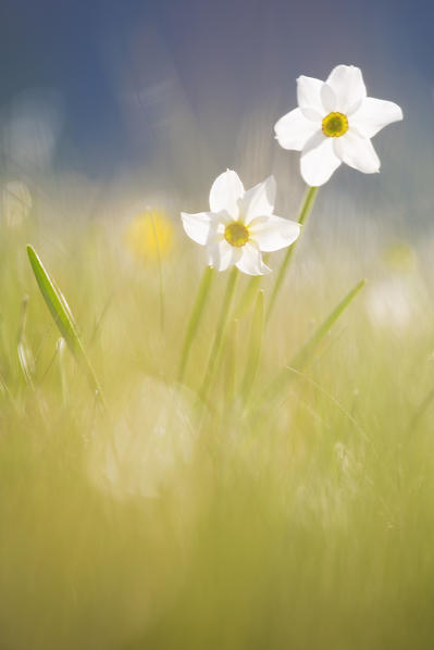 Europe,Italy,Umbria,Perugia district,Sibillini National park.
Spring flowering