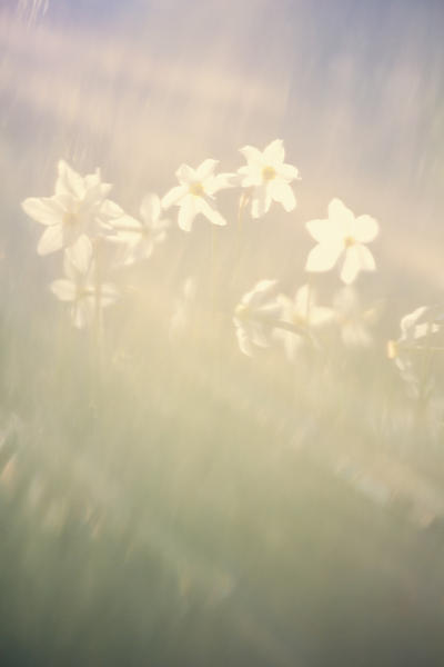 Europe,Italy,Umbria,Perugia district,Sibillini National park.
Spring flowering