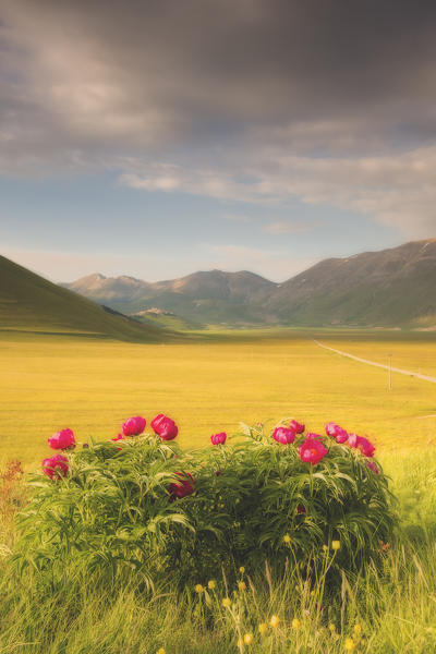 Europe,Italy,Umbria,Perugia district,Sibillini National park.
Spring flowering