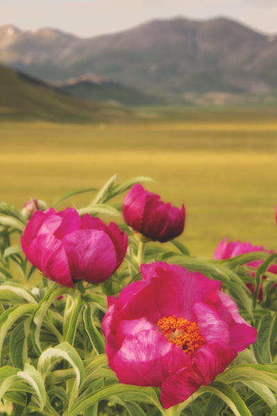 Europe,Italy,Umbria,Perugia district,Sibillini National park.
Spring flowering