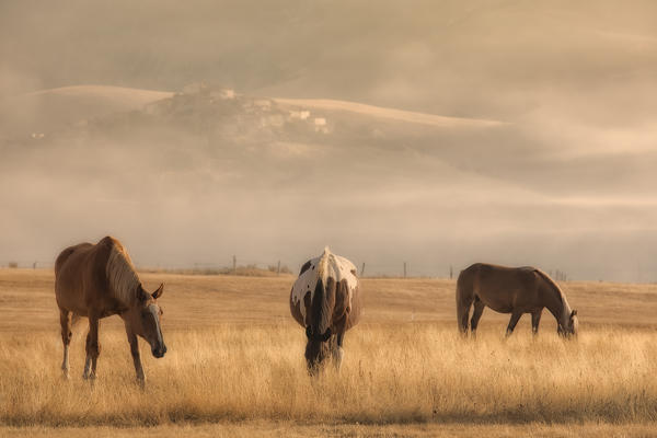 Europe,Italy,Umbria,Perugia district,Castelluccio di Norcia. Horses at sunrise 