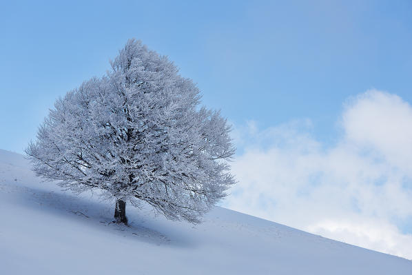 Lonely tree in the icy cold winter, the National Park of the Sibillini Mountains (PG).