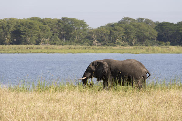 Africa, Malawi, Liwonde district, Wildlife safari in the National park of Liwonde 