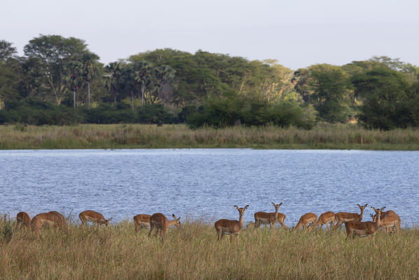 Africa, Malawi, Liwonde district, Wildlife safari in the National park of Liwonde 
