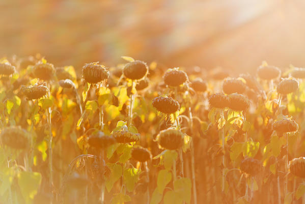 Sunflowers in backlight at sunset.