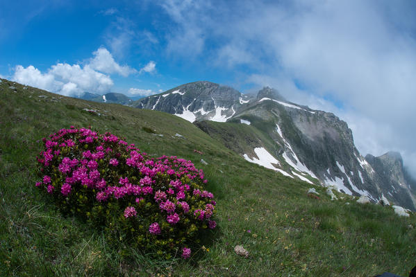Alpine flowers in the Ligurian alps