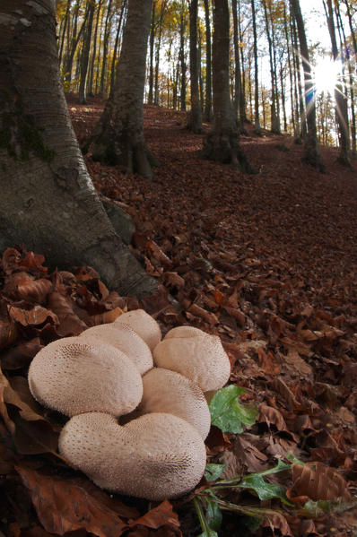 Mushroom in a woodland and the sun.  Aveto valley, Italy, Europe