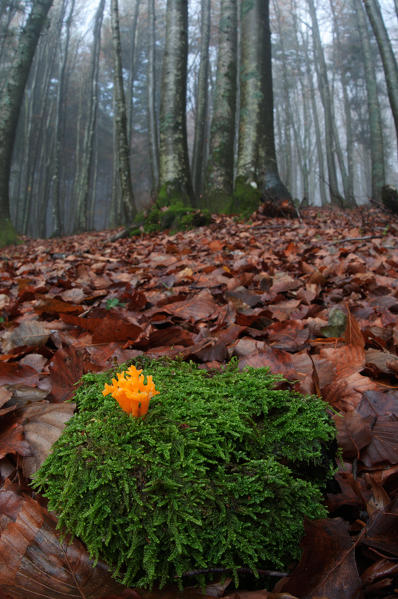 Mushroom in a woodland in autumn on the moss. Aveto valley, Genoa, Italy, Europe