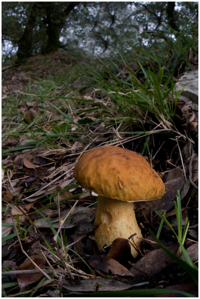 Mushroom in a woodland in autumn. Aveto valley, Genoa, Italy, Europe