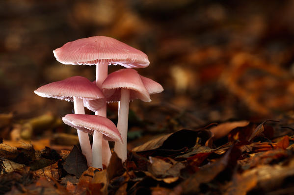 Mushroom group in a woodland in autumn. Aveto valley, Genoa, Italy, Europe