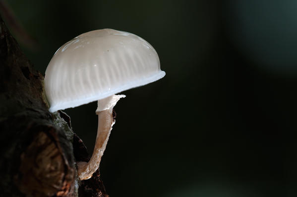 Mushroom white in a woodland in autumn. Aveto valley, Genoa, Italy, Europe