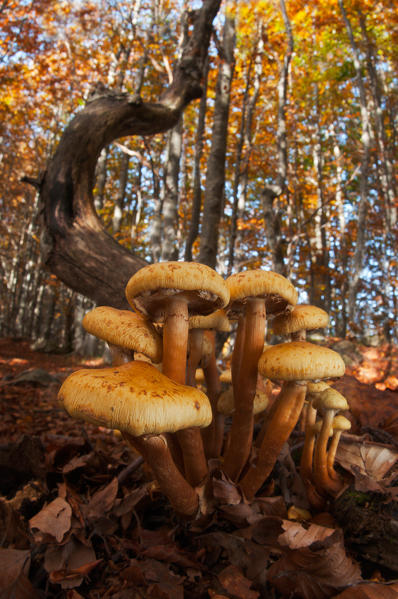 Mushroom group in a woodland in autumn. Aveto valley, Genoa, Italy, Europe