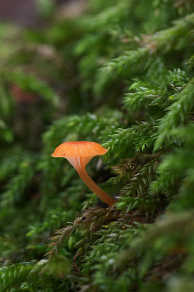 Mushroom in a woodland in autumn. Aveto valley, Genoa, Italy, Europe
