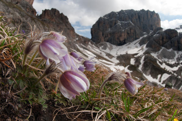 Alpine flowers on Unesco Dolomites mountains in spring. Pulsatilla. Fassa valley, Trentino, Italy, Genoa