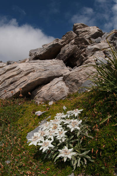 Ligurian alps mountain flower, the edelweiss. Ligurian alps, Piedmont, Italy, Europe