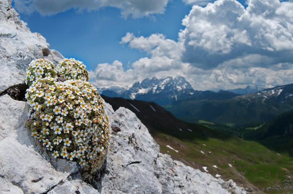 Alpine flowers on Dolomites mountains. Dolomites, Trentino, Italy, Europe.  World Heritage Site