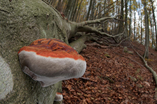 Mushroom in a woodland on a trunk. Aveto valley, Genoa, Italy, Europe
