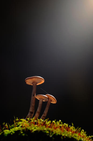 Mushroom in a woodland at dark. Aveto valley, Genoa, Italy, Europe