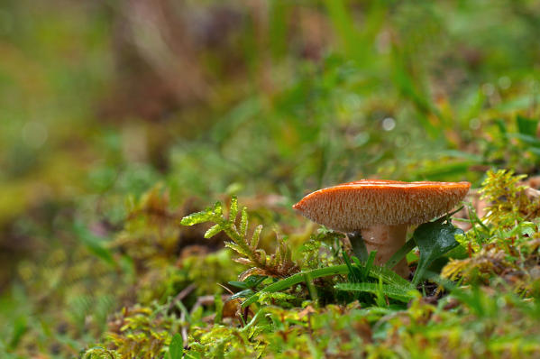 Mushroom in a woodland on the moss. Aveto valley, Genoa, Italy, Europe