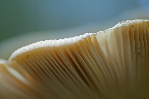 Mushroom in a woodland vith his gills. Mushroom in a woodland vith light inside. Aveto valley, Genoa, Italy, Europe
