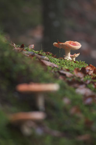 Mushroom Amanita muscaria in a woodland on the moss. Aveto valley, Genoa, Italy, Europe