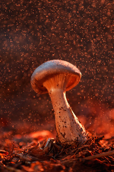 Mushroom in a woodland under the rain. Aveto valley, Genoa, Italy, Europe