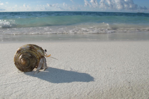 Maldive beach and sea with hermit crab