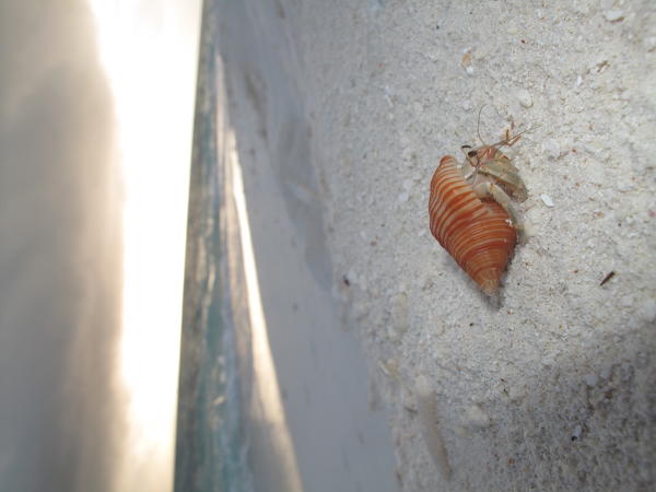 Maldive beach and sea with hermit crab