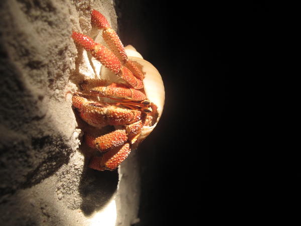 Maldive beach and sea with hermit crab