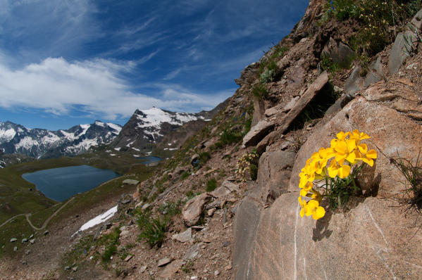Gran Paradiso alpine flower in the rocks above a lake. Monviso mountain, piedmont, Italy, Europe