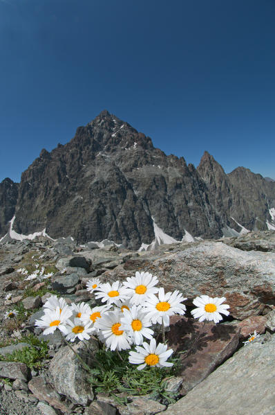 Monviso mountain flower on the rocks. Monviso mountain, piedmont, Italy, Europe