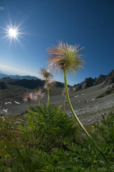 Monviso mountain flower on the rocks with the sun. Monviso mountain, piedmont, Italy, Europe