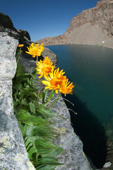 Monviso mountain flower on the rocks. Monviso mountain, piedmont, Italy, Europe