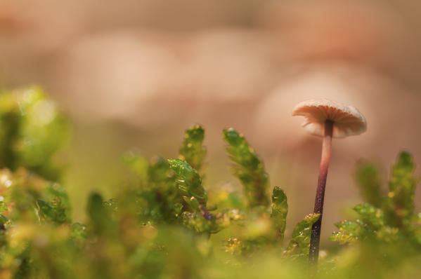 Mushroom in a woodland with moss. Fassa valley, Trentino, Italy, Europe