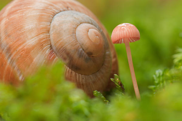 Mushroom in a woodland vith a snail. Fassa valley, Trentino, Italy, Europe