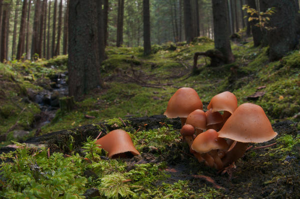 Mushroom in a woodland in autumn. Fassa valley, Trentino, Italy, Europe