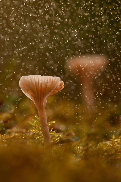 Mushroom in a woodland with rain, a Hygrocybe virginea. Aveto valley, Genoa, Italy, Europe.
