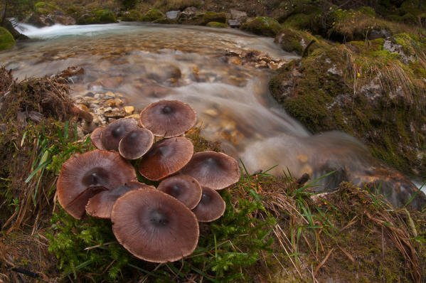 Mushroom in a woodland near a creek. Aveto valley, Genoa, Italy, Europe.