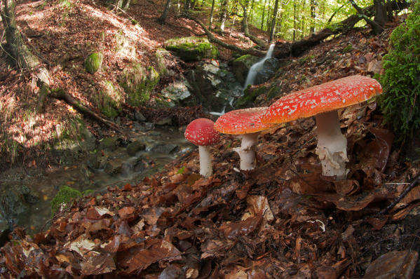 Aveto valley, Genoa, Italy, Europe, Amanita muscaria mushroom in a woodland in autumn. A big group near a creek