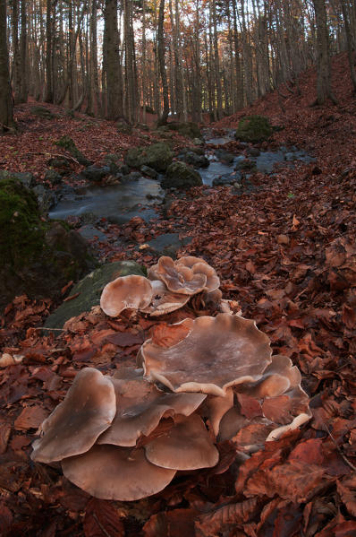 Mushroom in a woodland. Aveto valley, Genoa, Italy, Europe.