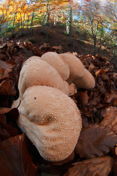 Mushroom in a woodland, Lycoperdon perlatum. Aveto valley, Genoa, Italy, Europe.