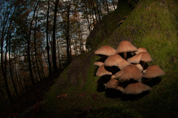 Mushroom in a woodland, Aveto valley, Genoa, Italy, Europe.