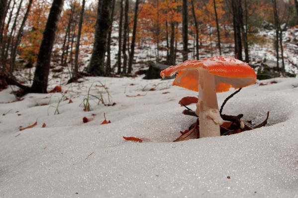 Aveto valley, Genoa, Italy, Europe, Amanita muscaria mushroom in a woodland in autumn in the snow