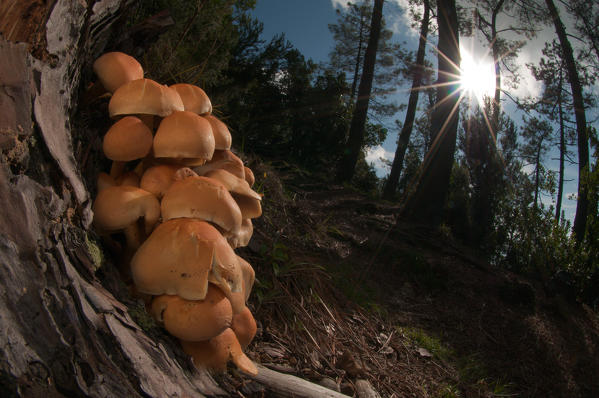 Mushroom in group in a woodland. Portofino park,Genoa, Italy, Europe