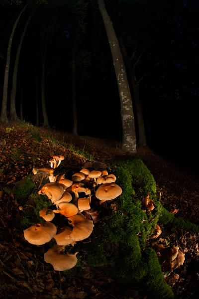 Mushroom in a woodland, Aveto Valley, Genoa, Italy, Europe