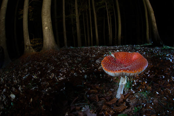 Mushroom in a woodland, Amanita muscaria in the night, aveto valley, genoa, italy, europe